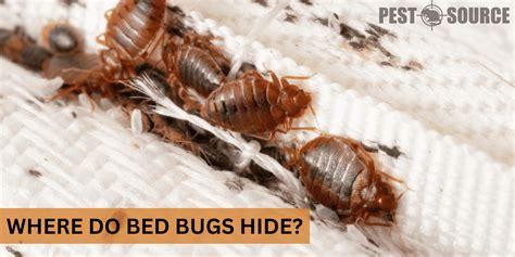 do bed bugs hide in books? Sometimes they do, but often they're attracted to the warmth and blood-rich liquids inside the human body.